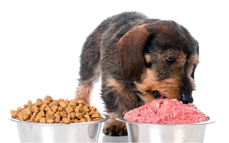 Perro-comiendo-alimentación-natural-barf