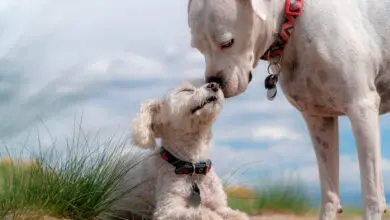 dos perros sanos saludandose