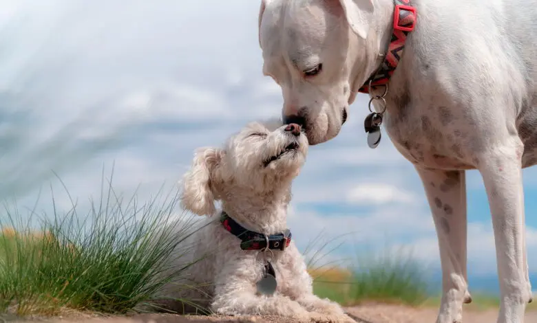dos perros sanos saludandose