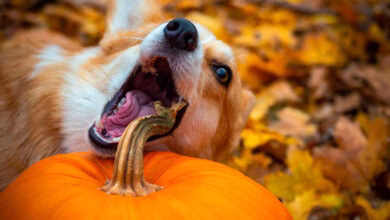 perro comiendo una calabaza