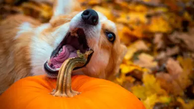 perro comiendo una calabaza