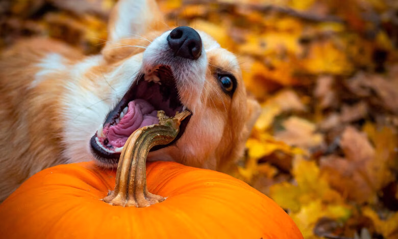 perro comiendo una calabaza