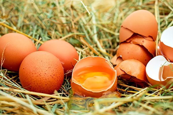 huevos huevos