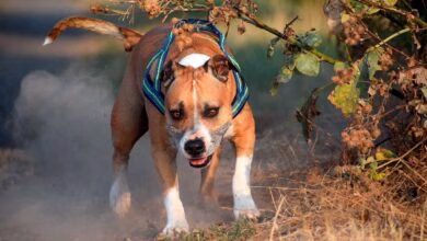 Perro Pitbull corriendo por el bosque