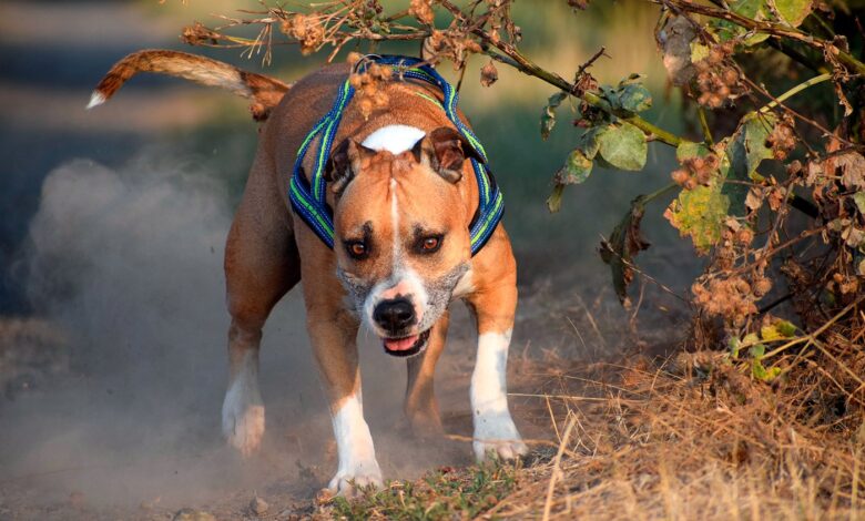Perro Pitbull corriendo por el bosque