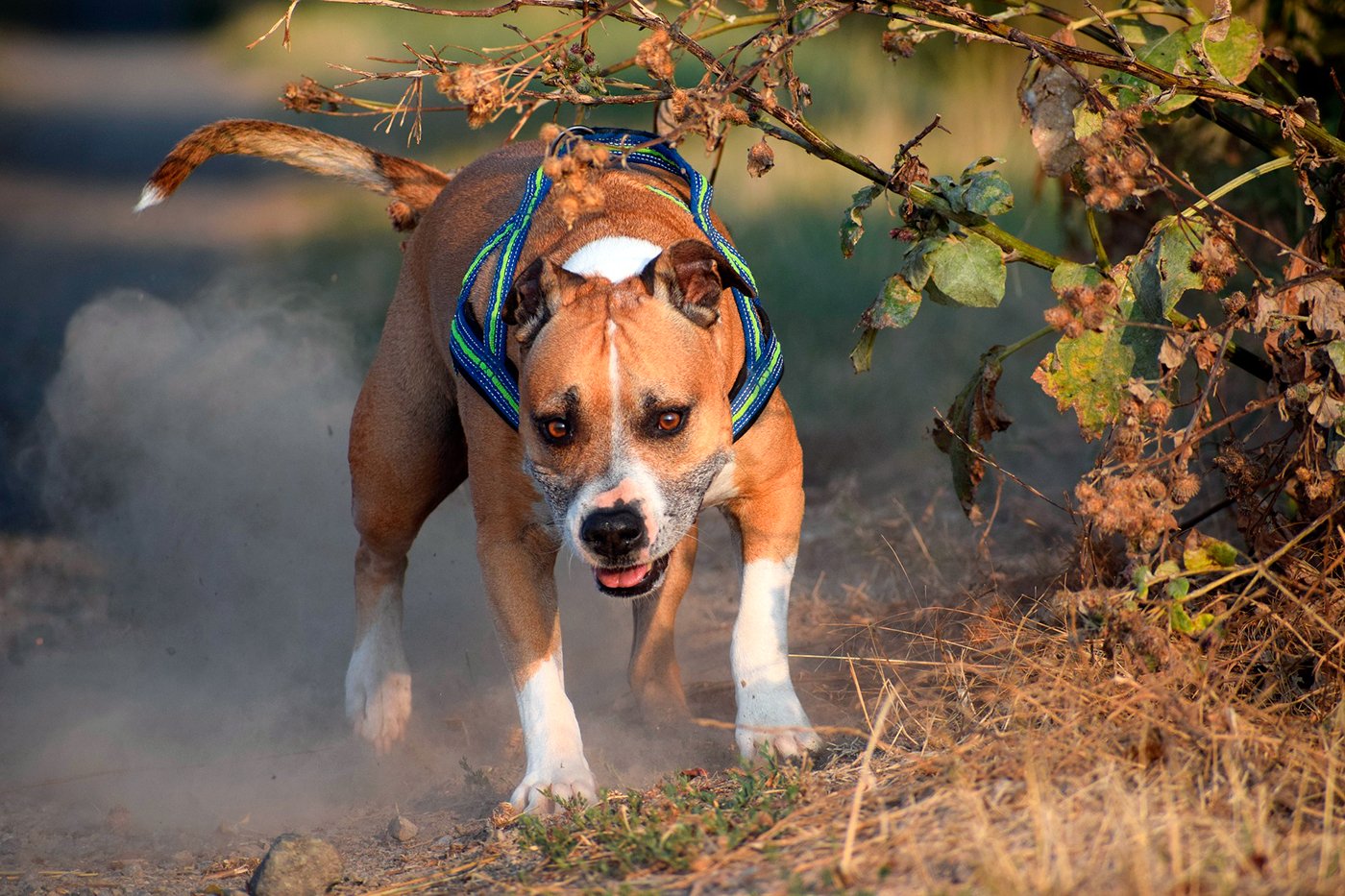 Perro Pitbull corriendo por el bosque