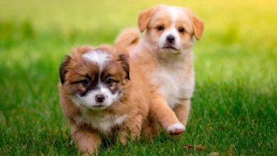 cachorros de raza pequena jugando