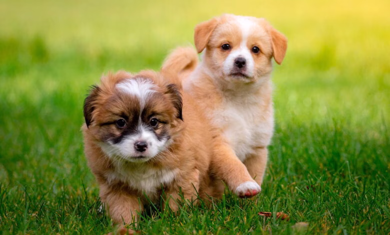 cachorros de raza pequena jugando