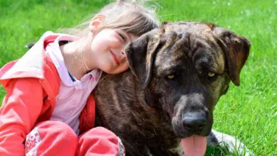 nina pequena junto a su perro