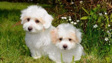 perros de raza coton de tulear
