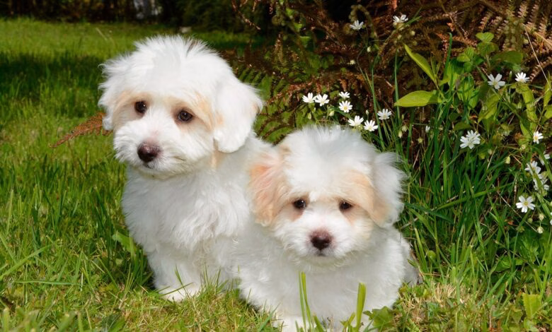 perros de raza coton de tulear