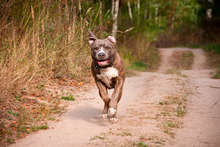 pitbull-jugando-a-pìllar