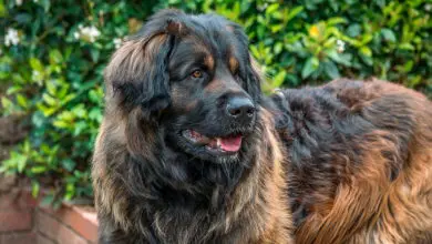 Perro de tamano grande