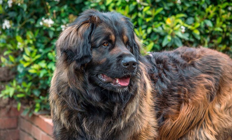 Perro de tamano grande