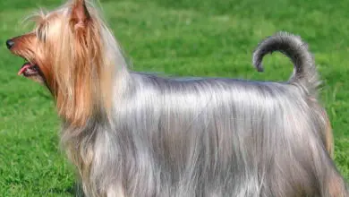 Silky terrier Australiano