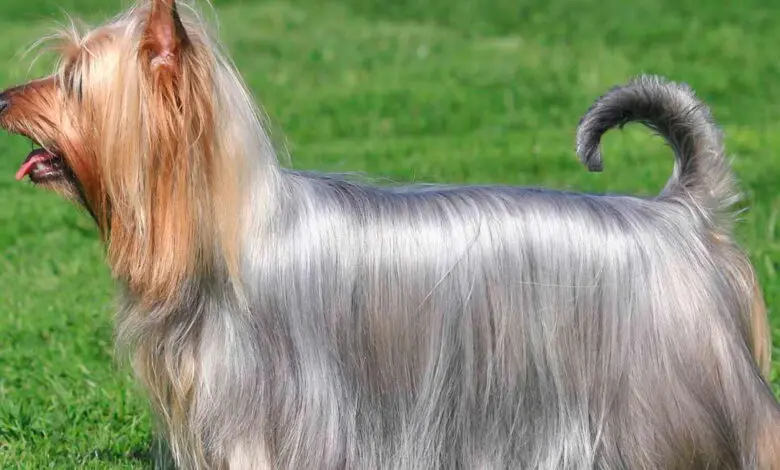 Silky terrier Australiano