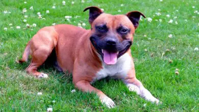 Staffordshire Bull Terrier