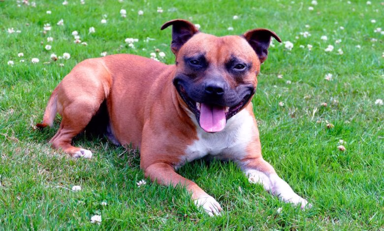 Staffordshire Bull Terrier