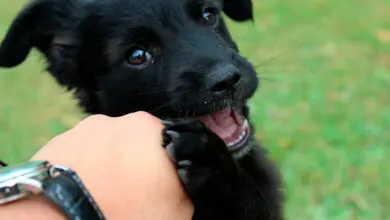cachorro de perro