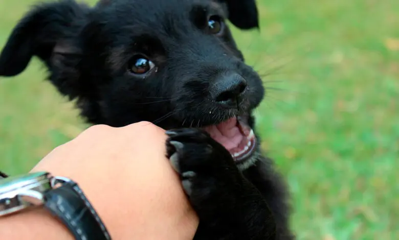 cachorro de perro