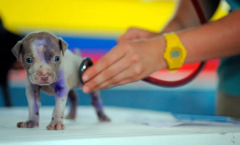 cachorro de perro en el veterinario