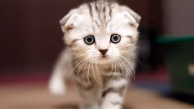 cachorro de raza Scottish Fold
