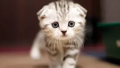 cachorro de raza Scottish Fold