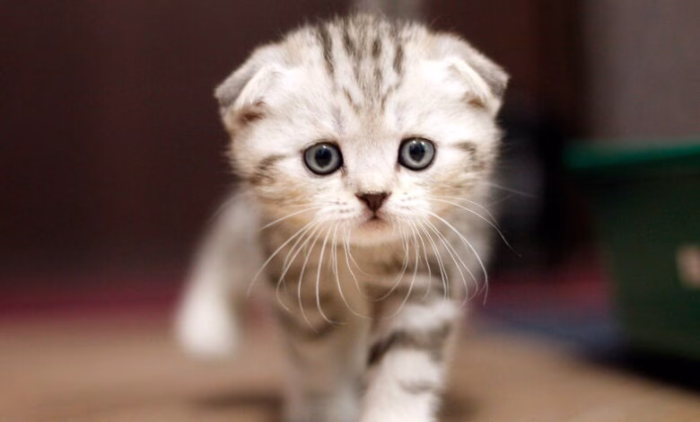cachorro de raza Scottish Fold