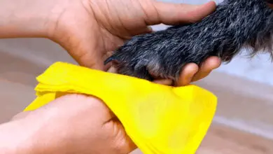 desinfeccion de las patas de un perro
