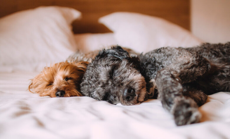 dos perros con parvovirus descansando en la cama