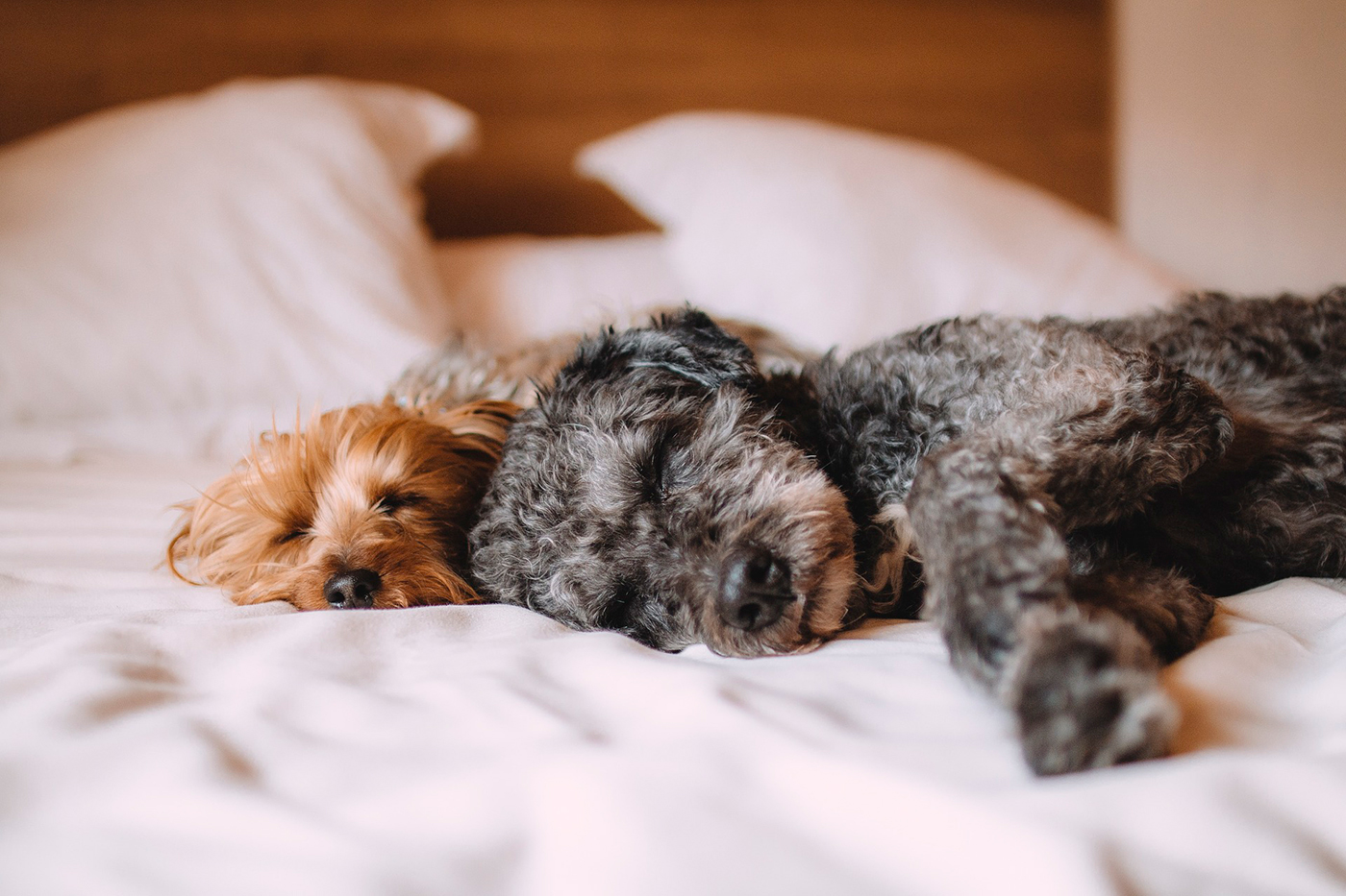 dos perros con parvovirus descansando en la cama
