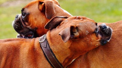 dos perros macho de raza boxer