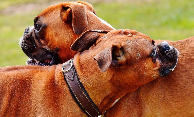 dos perros macho de raza boxer