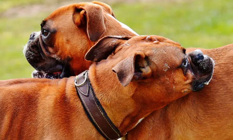 dos perros macho de raza boxer