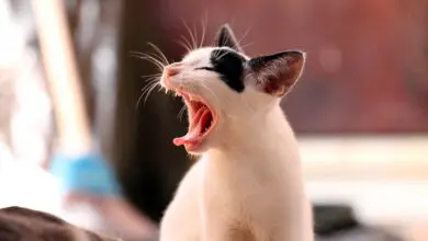 gato deprimido esta maullando