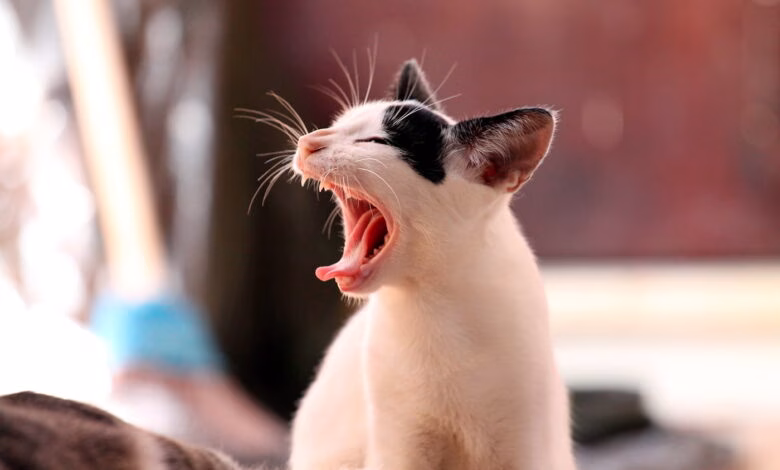 gato deprimido esta maullando