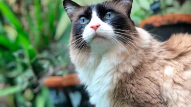 gato en el jardin