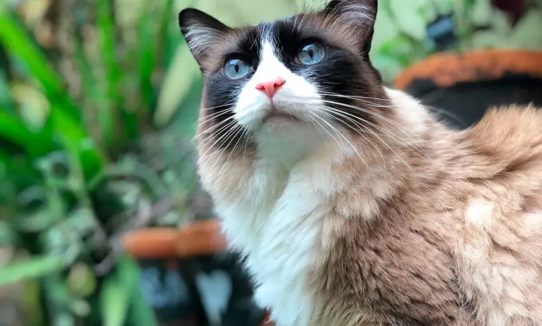 gato en el jardin
