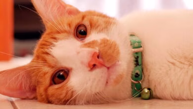 gato enfermo de leucemia