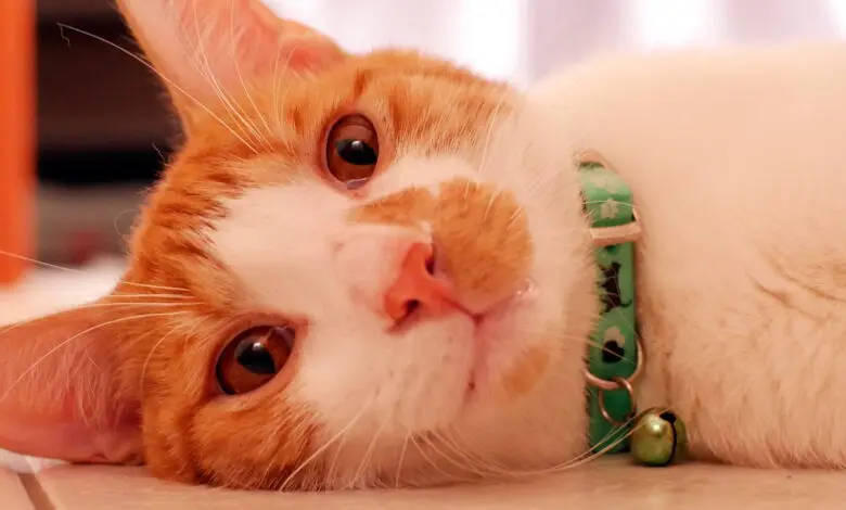 gato enfermo de leucemia