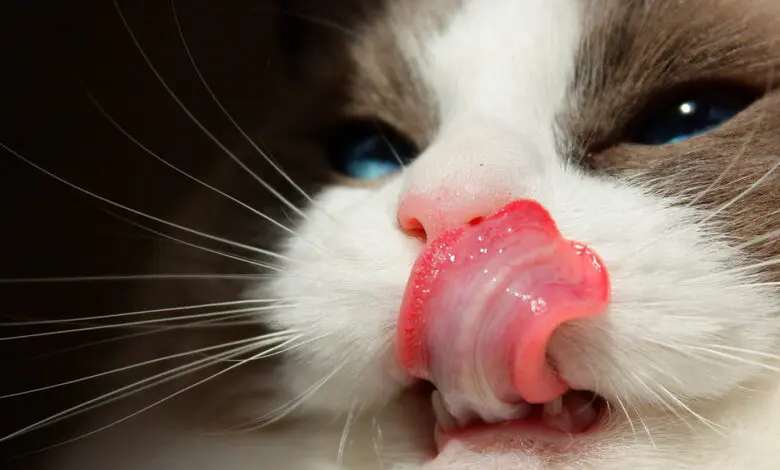 gato se lame el hocico