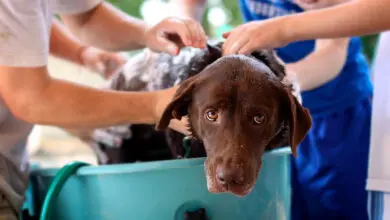 ninos banando a un cachorro de perro