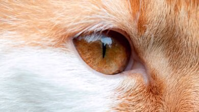 ojo de gato sin sintomas de conjuntivitis
