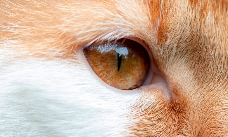 ojo de gato sin sintomas de conjuntivitis