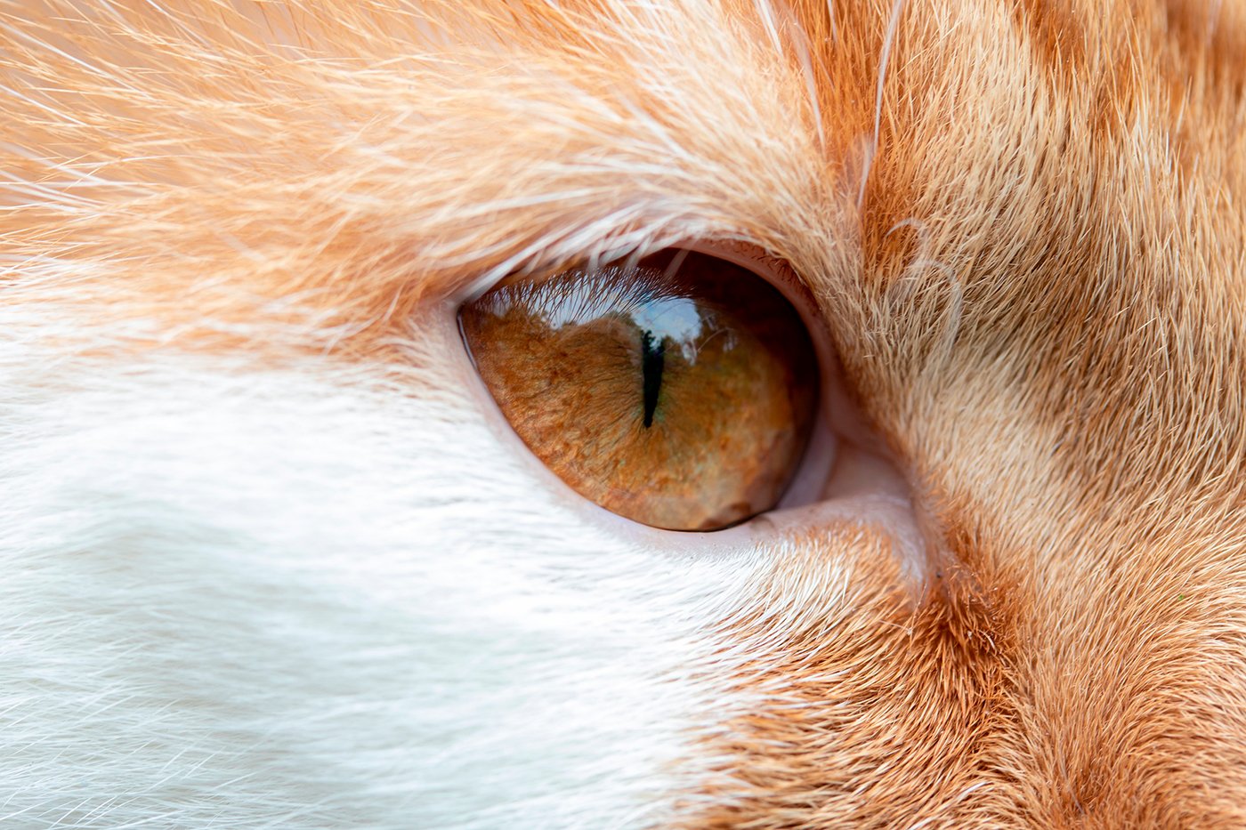 ojo de gato sin sintomas de conjuntivitis