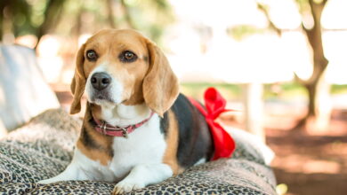 perrita prenada