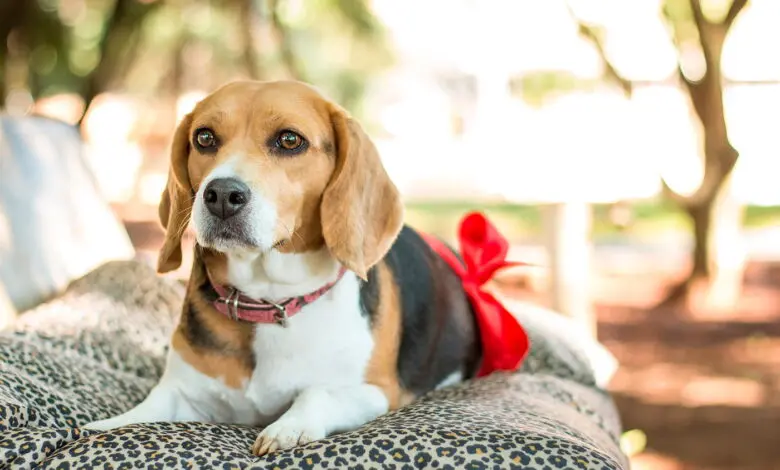 perrita prenada
