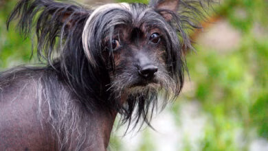 perro con alopecia
