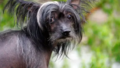 perro con alopecia