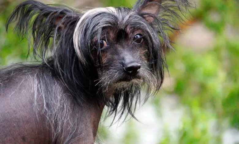 perro con alopecia